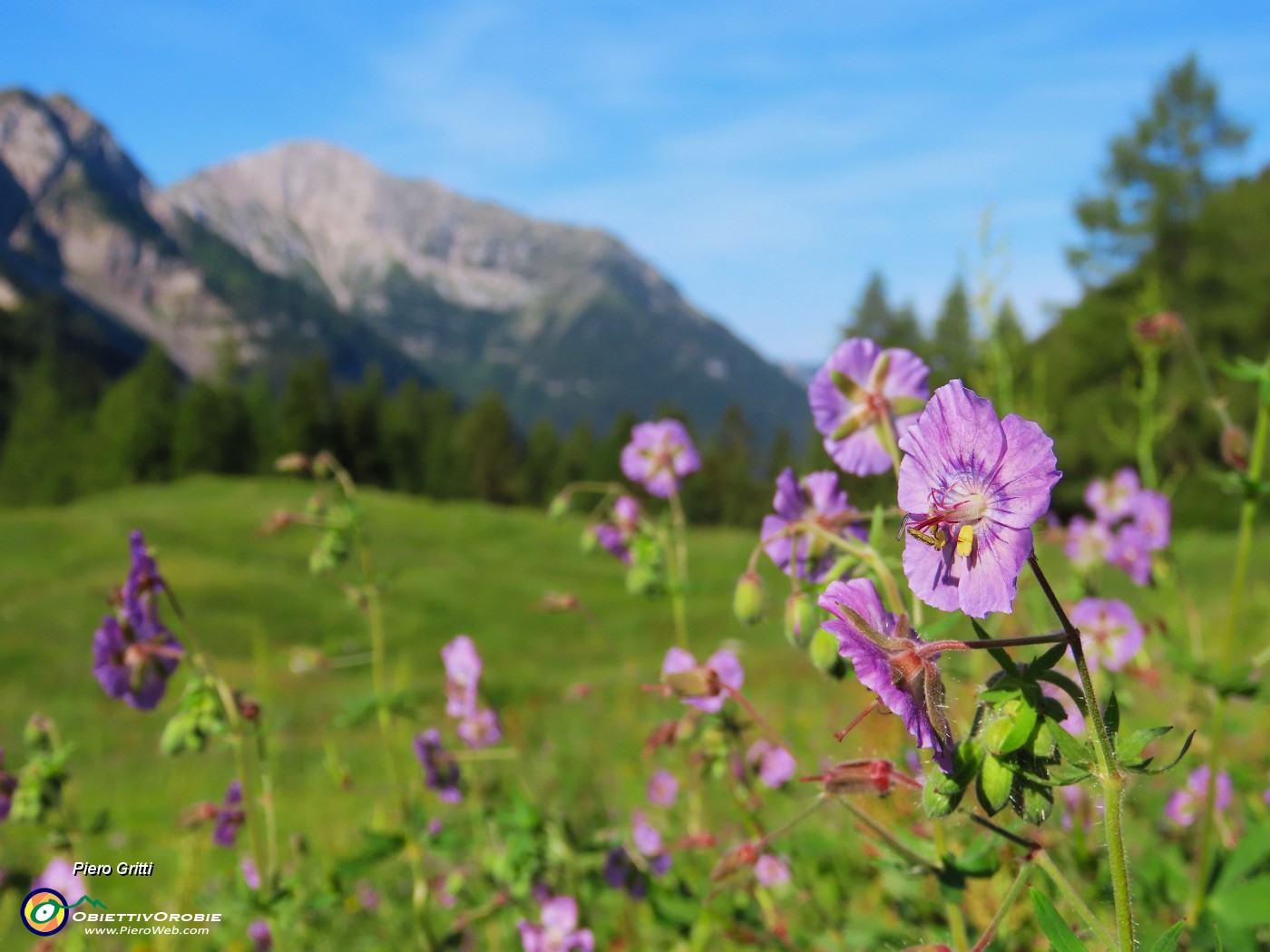 07 Geranium phaeum (Geranio stellato) sul sent. 219 nei verdi pratoni alle Baite di Mezzeno.JPG